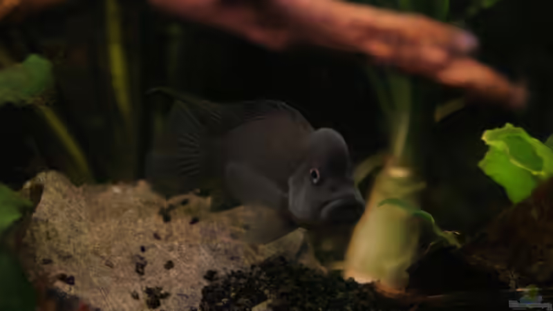 Besatz im Aquarium Becken 19155 von Morrey (12)