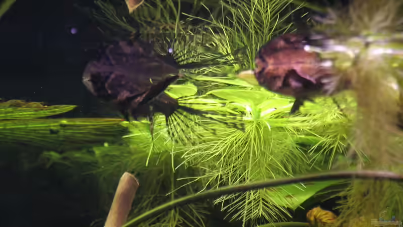 Besatz im Aquarium Becken 19155 von Morrey (8)