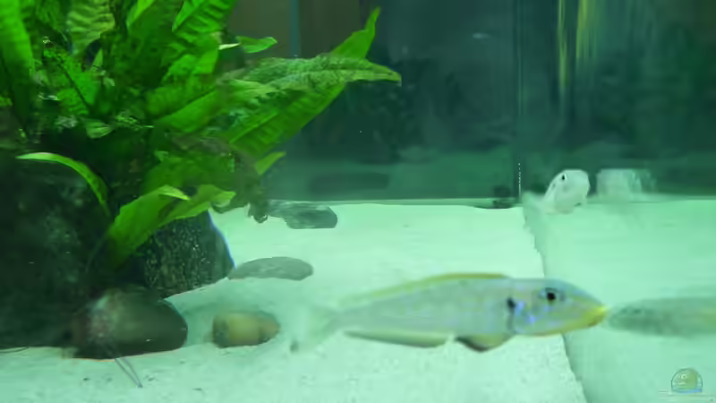 Besatz im Aquarium Becken 19163 von Matze38 (6)