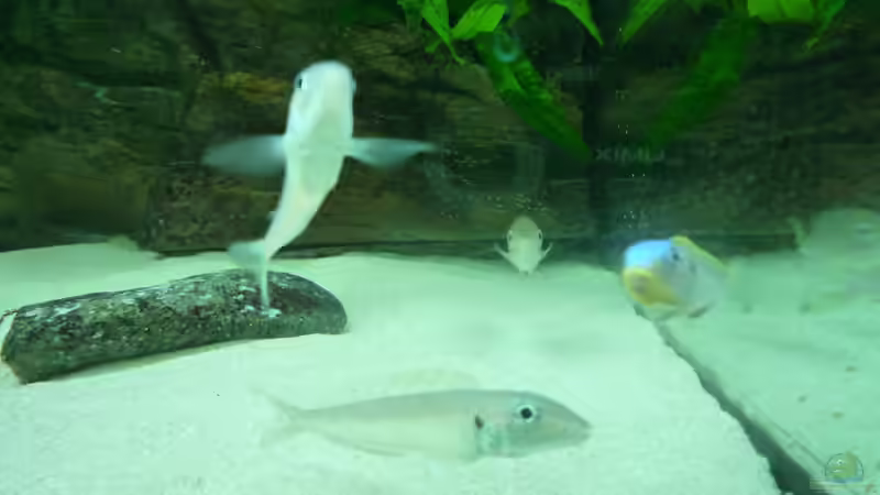 Besatz im Aquarium Becken 19163 von Matze38 (7)