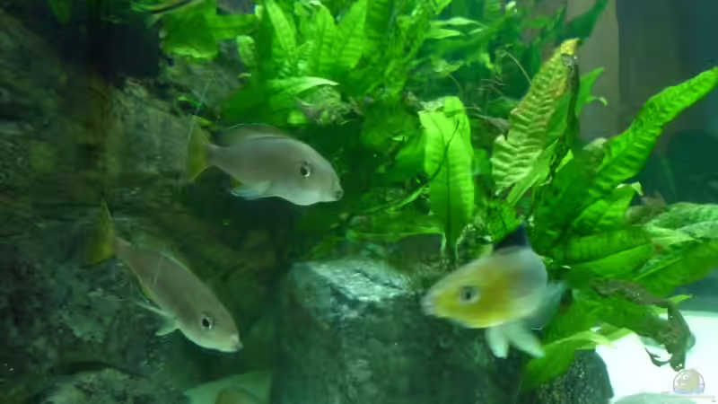 Besatz im Aquarium Becken 19163 von Matze38 (8)