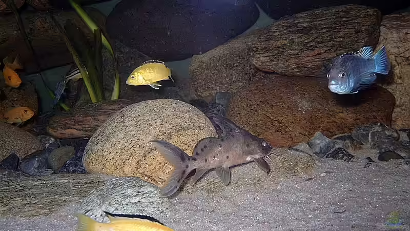 Besatz im Aquarium Becken 1920 von Helgo Jacob (24)