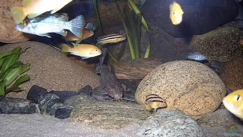 Besatz im Aquarium Becken 1920 von Helgo Jacob (25)