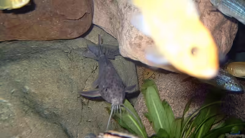 Besatz im Aquarium Becken 1920 von Helgo Jacob (26)