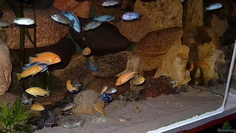 Besatz im Aquarium Becken 1920 von Helgo Jacob (27)