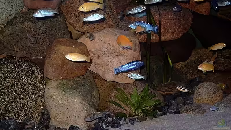 Besatz im Aquarium Becken 1920 von Helgo Jacob (28)