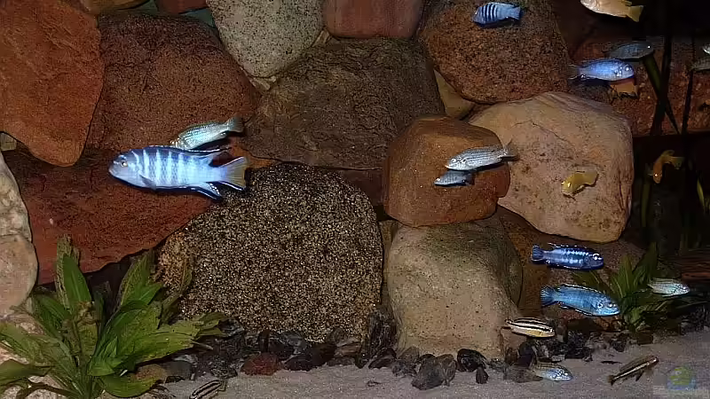 Besatz im Aquarium Becken 1920 von Helgo Jacob (29)