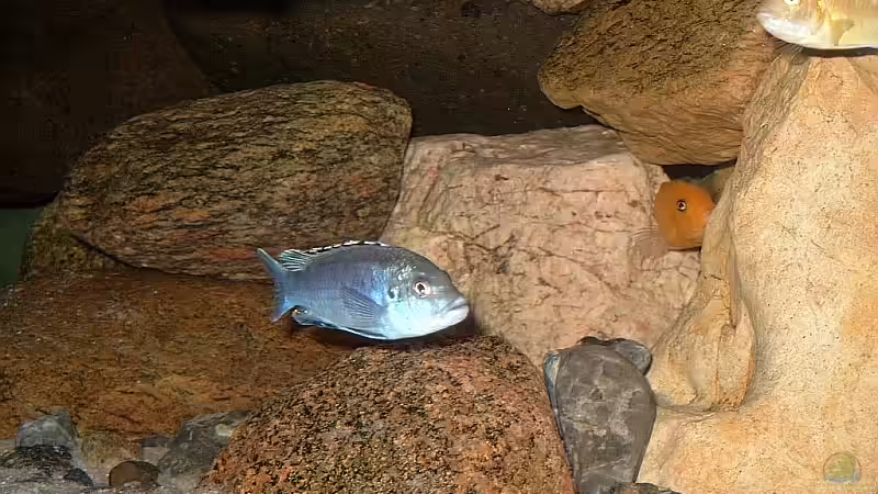 Besatz im Aquarium Becken 1920 von Helgo Jacob (31)
