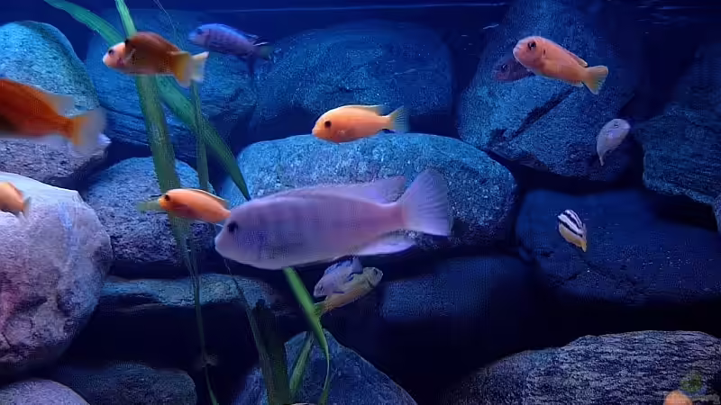 Besatz im Aquarium Becken 1920 von Helgo Jacob (32)