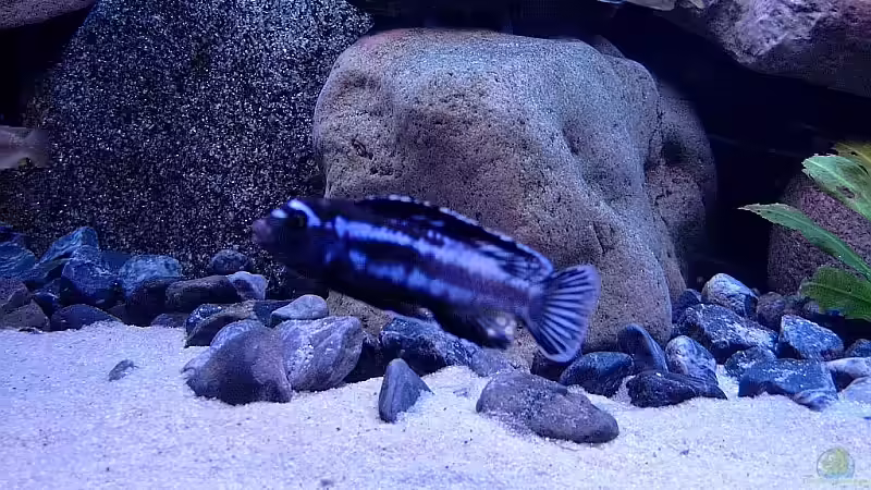 Besatz im Aquarium Becken 1920 von Helgo Jacob (35)