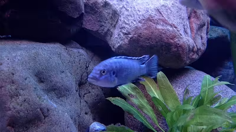 Besatz im Aquarium Becken 1920 von Helgo Jacob (36)