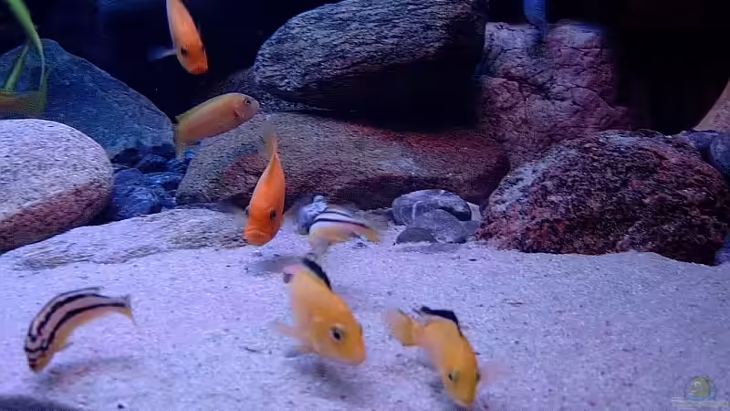 Besatz im Aquarium Becken 1920 von Helgo Jacob (38)