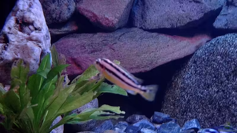 Besatz im Aquarium Becken 1920 von Helgo Jacob (39)