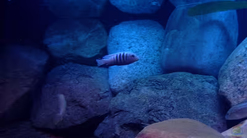 Besatz im Aquarium Becken 1920 von Helgo Jacob (41)