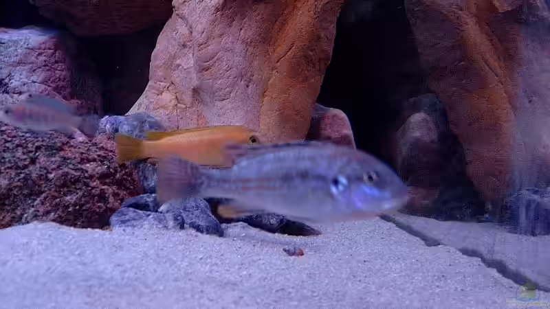 Besatz im Aquarium Becken 1920 von Helgo Jacob (42)