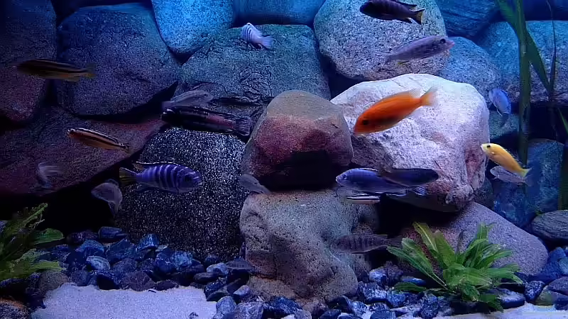 Besatz im Aquarium Becken 1920 von Helgo Jacob (43)