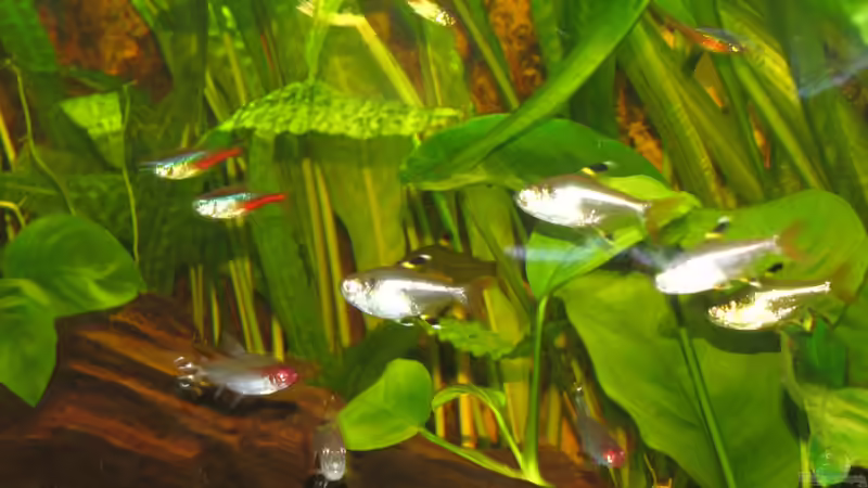 Besatz im Aquarium Becken 19209 von Oliver Renkel (10)