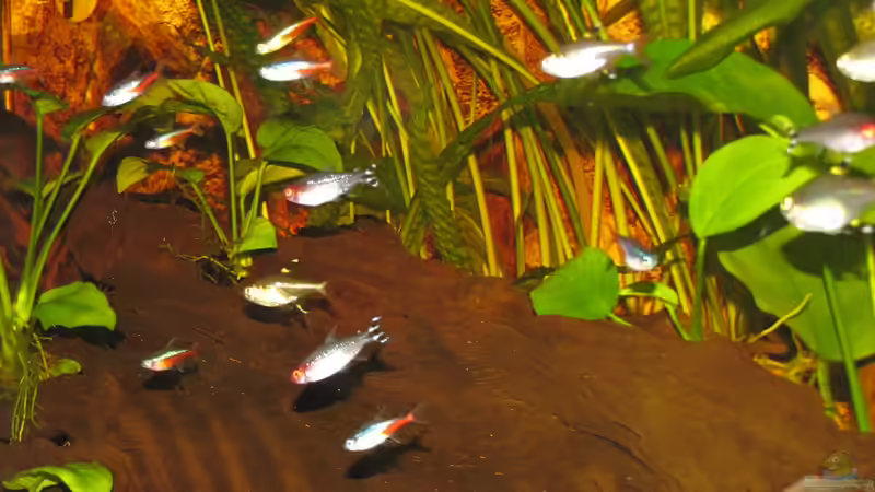 Besatz im Aquarium Becken 19209 von Oliver Renkel (9)