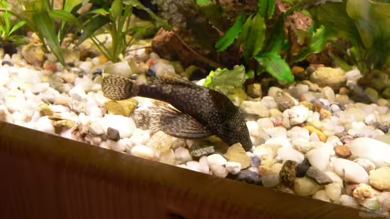 Besatz im Aquarium Becken 1921 von Werner Lehmann (28)