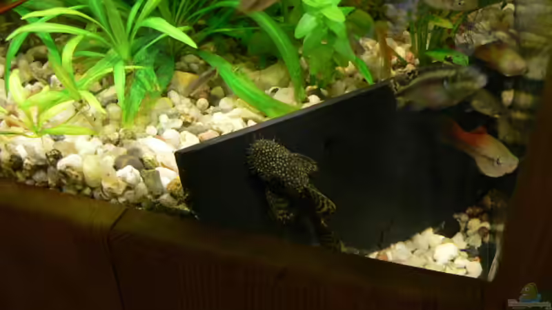 Besatz im Aquarium Becken 1921 von Werner Lehmann (29)