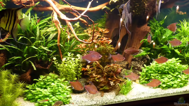 Besatz im Aquarium Becken 19239 von big koi (22)