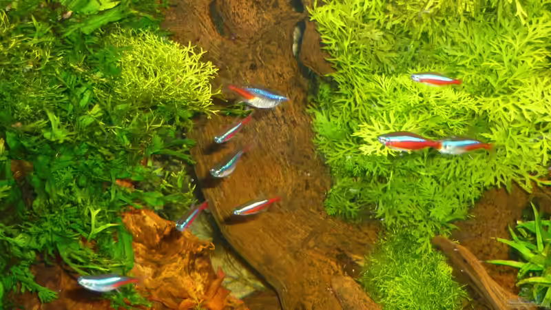 Besatz im Aquarium Becken 19239 von big koi (24)