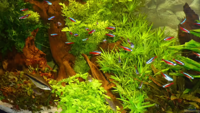 Besatz im Aquarium Becken 19239 von big koi (25)