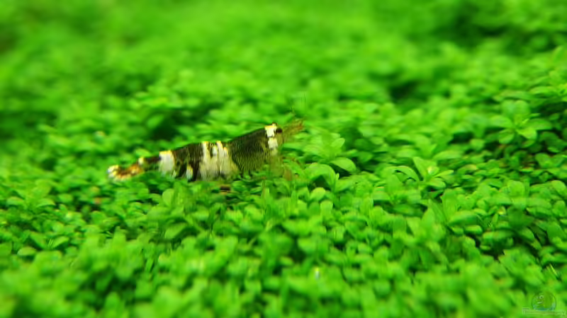 Besatz im Aquarium Becken 19330 von Torsten Thiel (18)