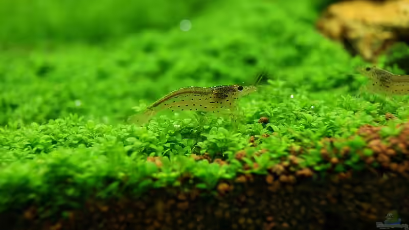 Besatz im Aquarium Becken 19330 von Torsten Thiel (19)