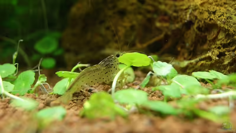 Besatz im Aquarium Becken 19330 von Torsten Thiel (20)