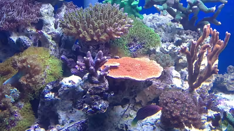 Besatz im Aquarium Becken 19408 von Andre Walz (10)