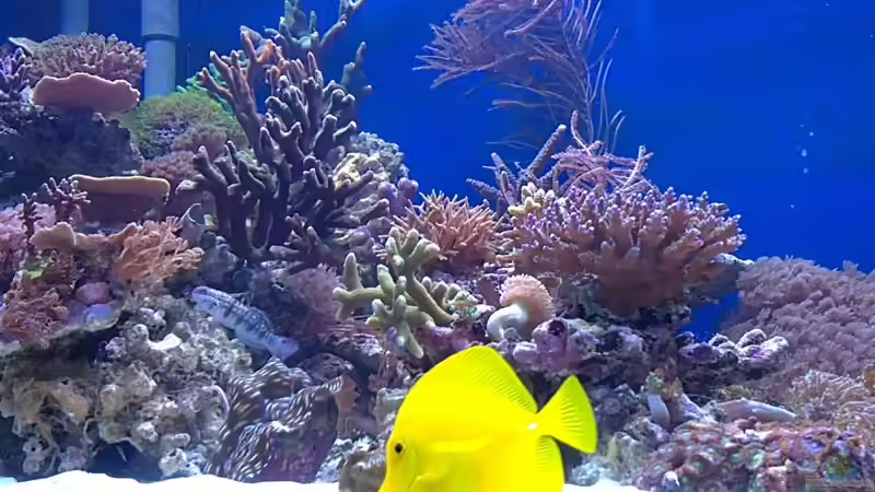 Besatz im Aquarium Becken 19408 von Andre Walz (11)