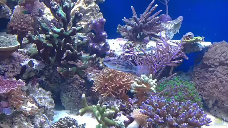 Besatz im Aquarium Becken 19408 von Andre Walz (12)