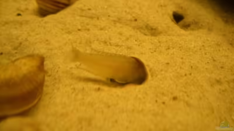 Besatz im Aquarium Becken 1951 von Frank Muth (10)