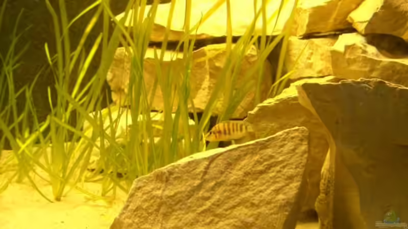 Besatz im Aquarium Becken 1951 von Frank Muth (5)