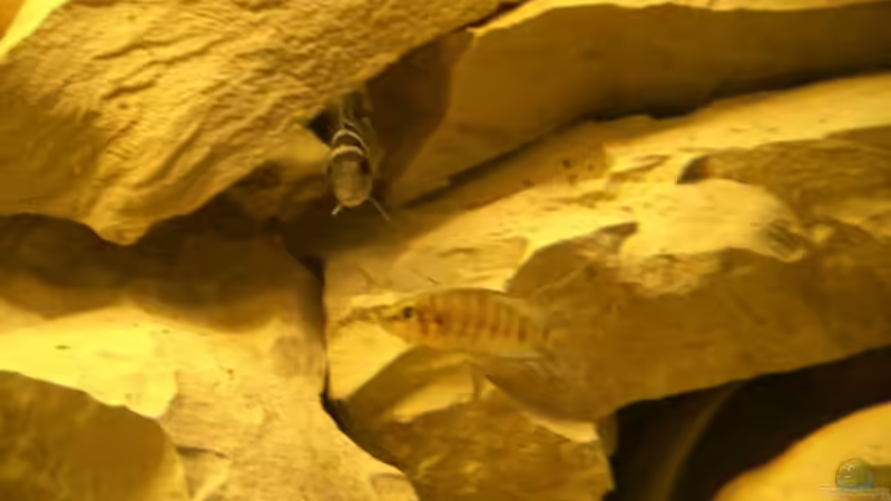 Besatz im Aquarium Becken 1951 von Frank Muth (6)