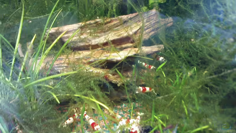 Besatz im Aquarium Becken 19534 von manala (14)