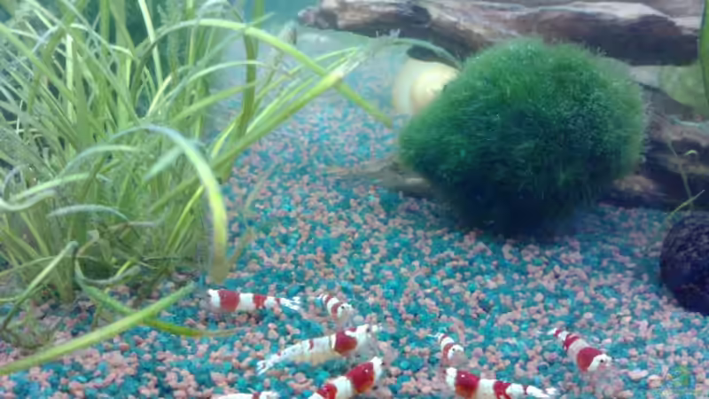 Besatz im Aquarium Becken 19534 von manala (21)