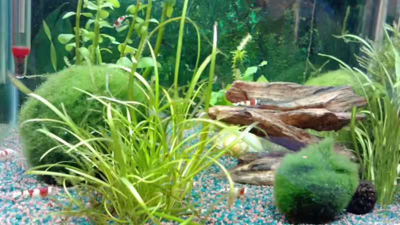 Besatz im Aquarium Becken 19534 von manala (22)