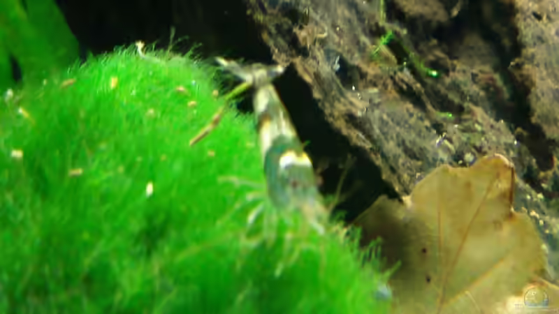 Besatz im Aquarium Becken 19545 von Crissy (17)