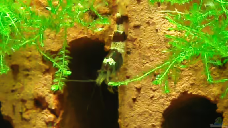 Besatz im Aquarium Becken 19545 von Crissy (18)