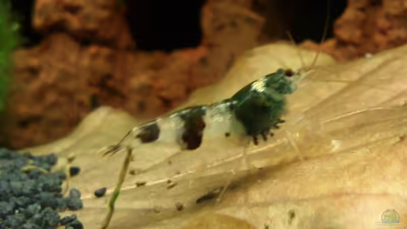 Besatz im Aquarium Becken 19545 von Crissy (19)