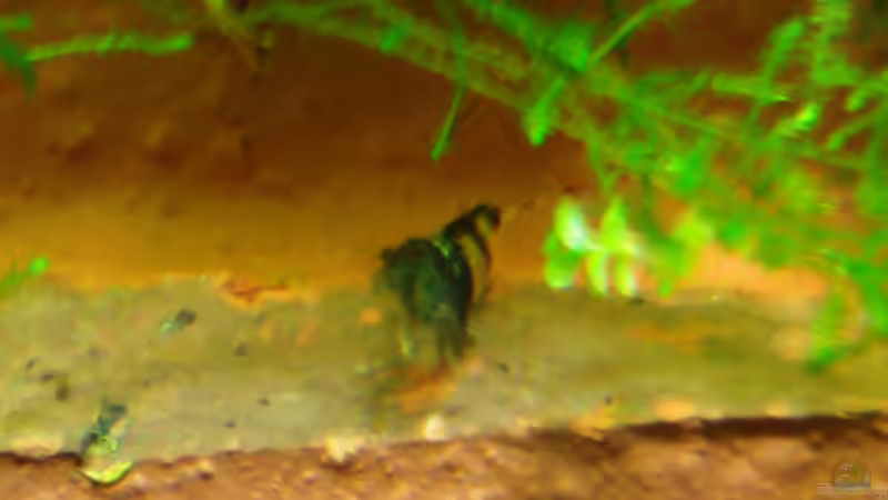 Besatz im Aquarium Becken 19545 von Crissy (20)