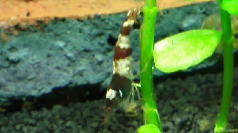 Besatz im Aquarium Becken 19545 von Crissy (21)