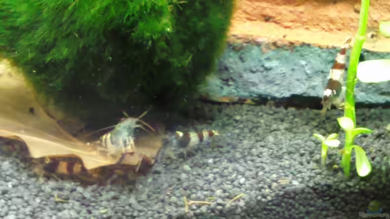 Besatz im Aquarium Becken 19545 von Crissy (22)