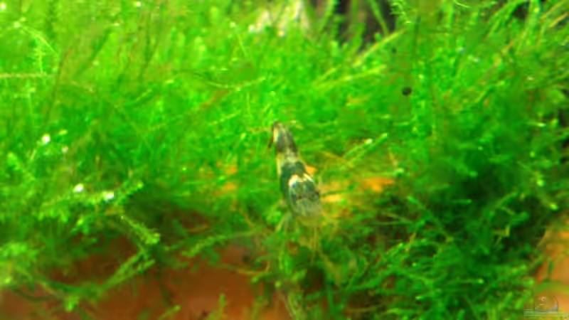 Besatz im Aquarium Becken 19545 von Crissy (23)