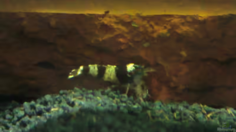 Besatz im Aquarium Becken 19545 von Crissy (25)