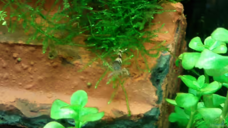 Besatz im Aquarium Becken 19545 von Crissy (28)