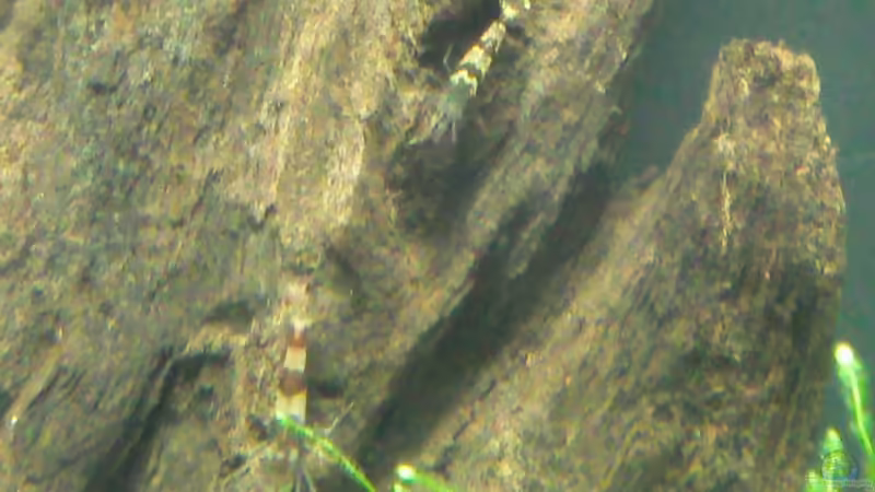 Besatz im Aquarium Becken 19545 von Crissy (29)