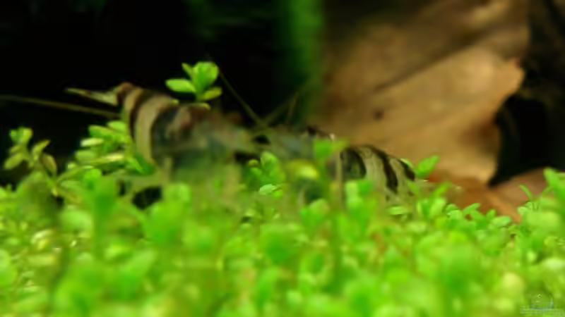 Besatz im Aquarium Becken 19545 von Crissy (30)